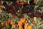 Chalkopyrit (Kupferkies) St.Erzberg (Halde)  Bb.12mm